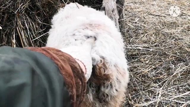 Маленькие ягнята. #ягнятанапрогулке, #овцы, #вдеревне