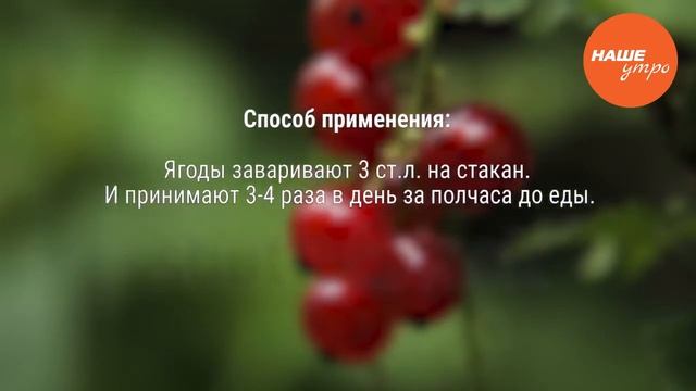 Красная смородина. Полезные свойства. 22 выпуск. смотреть онлайн