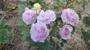 Голубые розы моего сада. Kinda Blue