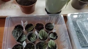 Пеперомии. Размножение листом. Получилось у меня - получится и у Вас.