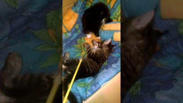 Большие задиры. Мейн-кун. Черный тигровый окрас и черный с белым смотреть онлайн