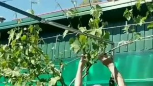 ВИНОГРАД НА ГОРИЗОНТАЛЬНОЙ ШПАЛЕРЕ ?