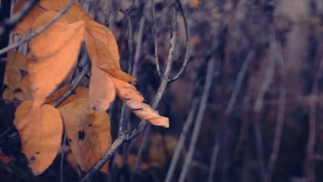 nikon d3100 видео тест. смотреть онлайн