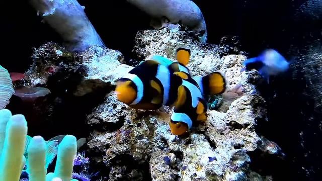 Рыбы клоуны мечут икру смотреть онлайн