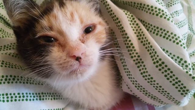 Муся приютили бездомного котёнка.Муся мурлычет и бодается смотреть онлайн