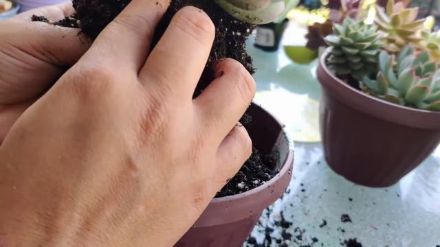 Como Cuido mis Echeverias смотреть онлайн
