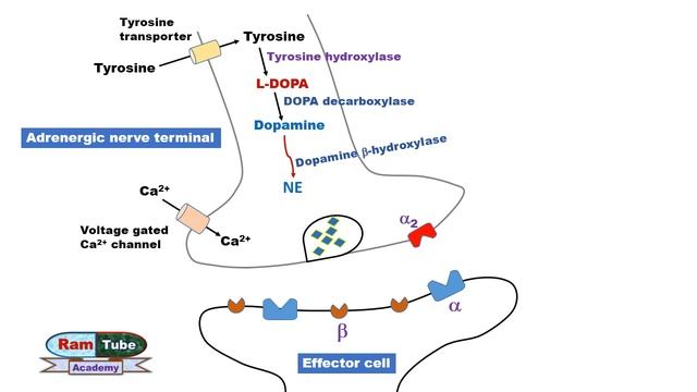 Adrenergic (NA or NE) Neurotransmission explained with animation.mp4 смотреть онлайн