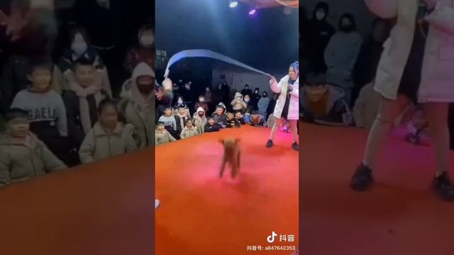 Даже собака умеет прыгать на скакалке круче, чем я?? смотреть онлайн