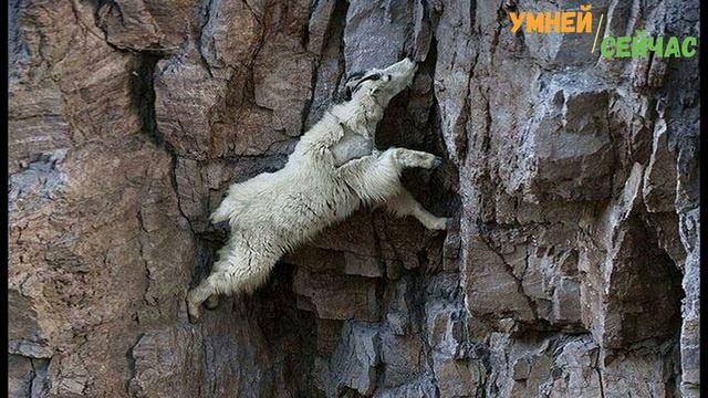 Вот зачем Козы лезут на горы, деревья и отвесные плотины? смотреть онлайн