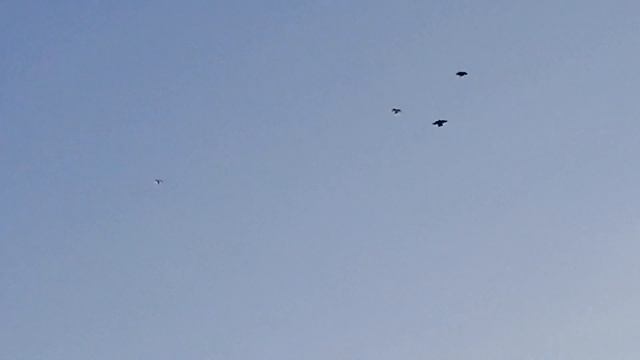 Начало сегодняшнего дня остальное снимал на камеру вечером покажу смотреть онлайн