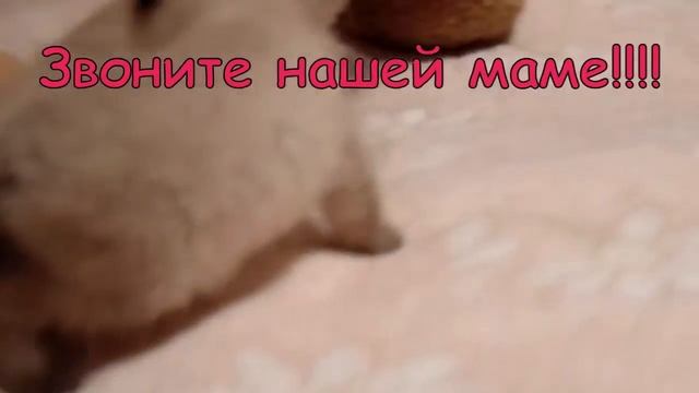 Сиамские котята в хорошие ручки смотреть онлайн