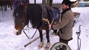 Как правильно запрягать лошадь