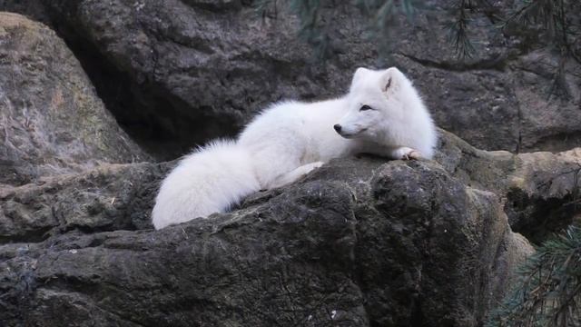 Стихи для детей смотреть онлайн