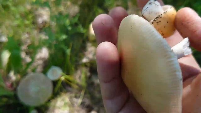 Бриллиантовая чистка