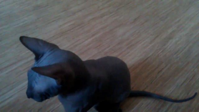 Донской сфинкс в гипсе смотреть онлайн