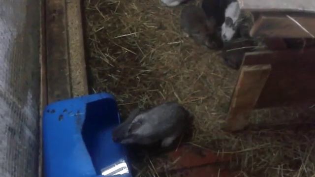 Разведение кроликов малыши 2016.02.10 смотреть онлайн