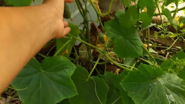 Паутинный клещ в теплице! Справляюсь сывороткой. Результаты. смотреть онлайн