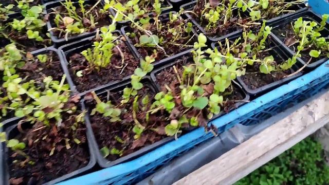 Лизимахия - уход и розмножение