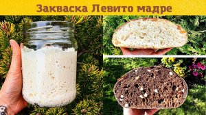 Закваска Левито Мадре  как правильно кормить и хранить