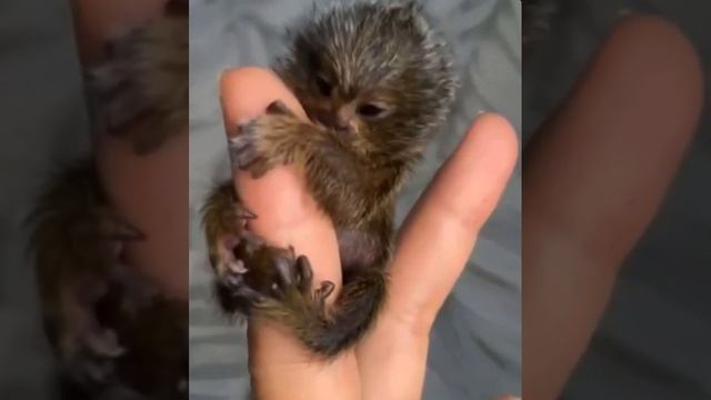 Карликовая игрунка?Острые когти, крохотный вес и внушительный хвост обезьянки