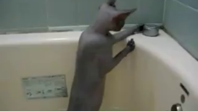 Я Водяной, я Водяной! смотреть онлайн