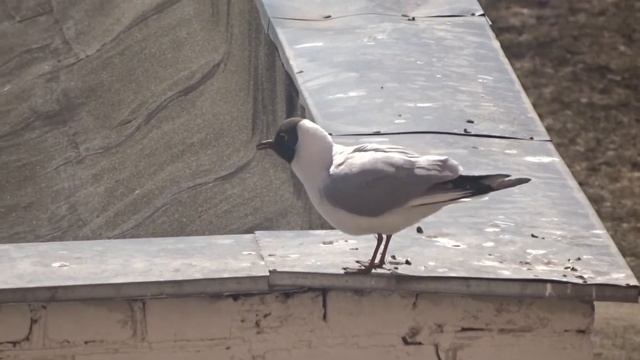 ЗВУК ЧАЙКИ Крик чайки Как кричат чайки Кричащие чайки Larus ridibundus Chroicocephalus ridibundus смотреть онлайн