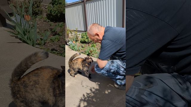 Кошка встречает хозяина крепким рукопожатием смотреть онлайн