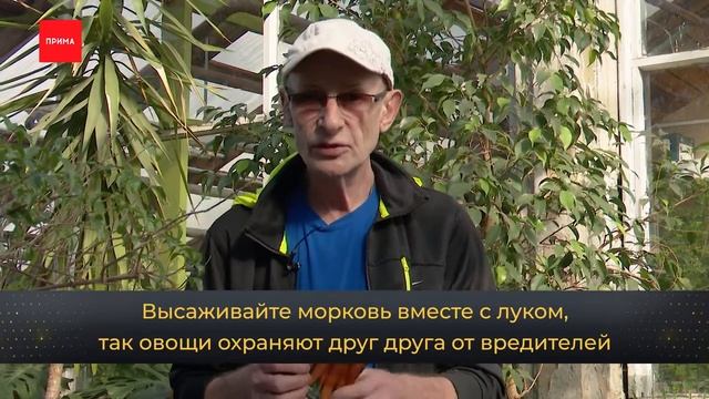 Джентльмен у ДАЧИ. Лучшие сорта моркови и свеклы смотреть онлайн
