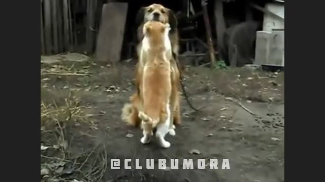 #кошка #собака #медляк смотреть онлайн