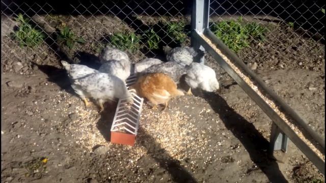 ЦЫПЛЯТАМ БОРКОВСКАЯ БАРВИСТАЯ ПОЛТОРА МЕСЯЦА смотреть онлайн