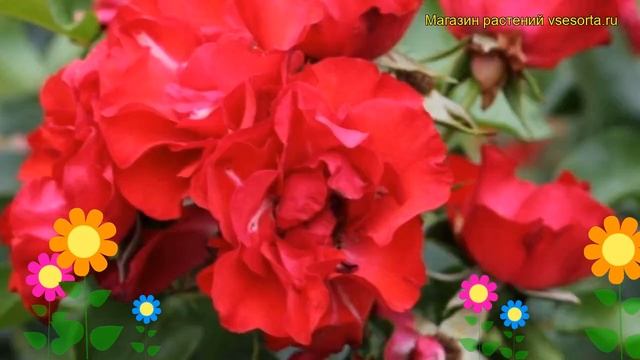 Роза парковая Кримсон Мейландекор. Краткий обзор, описание характеристик Crimson Meillandecor смотреть онлайн