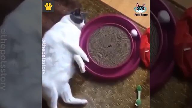 Очередная подборка смешных видео про животных. смотреть онлайн