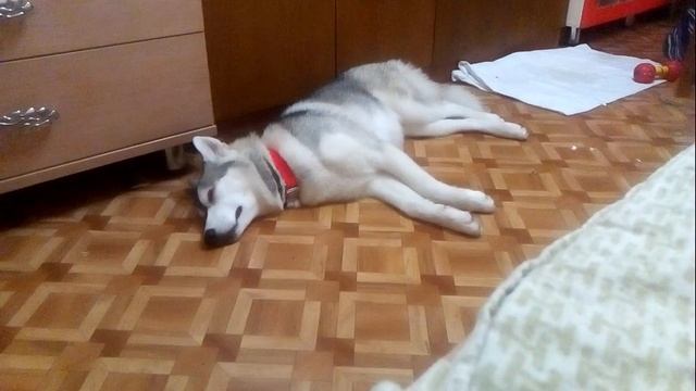 Хаски снится сон. смотреть онлайн