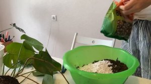 Пересадка молодой монстеры, укоренение воздушных корней. Ее корни вылезли из горшка!