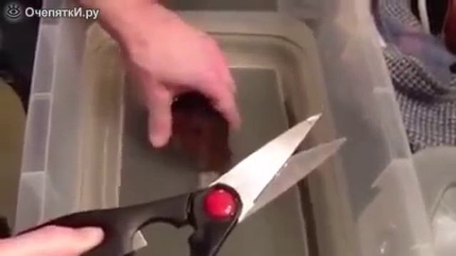 Помог родиться акуле смотреть онлайн