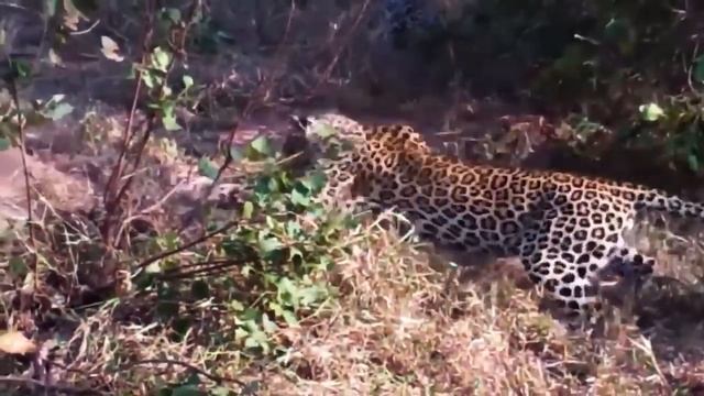 Python's Best Hunting Attacks - Python vs Lion, Leopard, Porcupine, Baboon, Honey Badger, Jackal смотреть онлайн