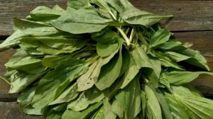 Подорожник. Лечебные свойства подорожника.