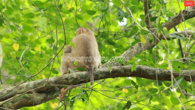 Pongo Like Loni Monkey on June27-2022, G-Maz..386..Amber смотреть онлайн