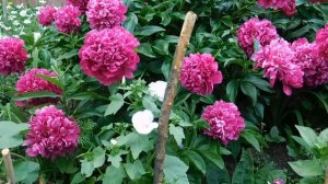 Лаватера однолетняя и многолетняя ! Выращивание !