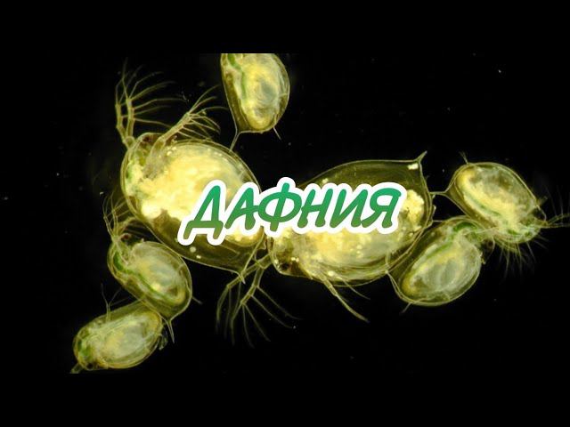 ПРИОБРЕЛ КУЛЬТУРУ ДАФНИИ. НАЧИНАЮ РАЗВОДИТЬ. смотреть онлайн