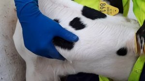 ИЩЕМ ЯРЁМНУЮ ВЕНУ У ТЕЛЁНКА, БЕРЁМ КРОВЬ.