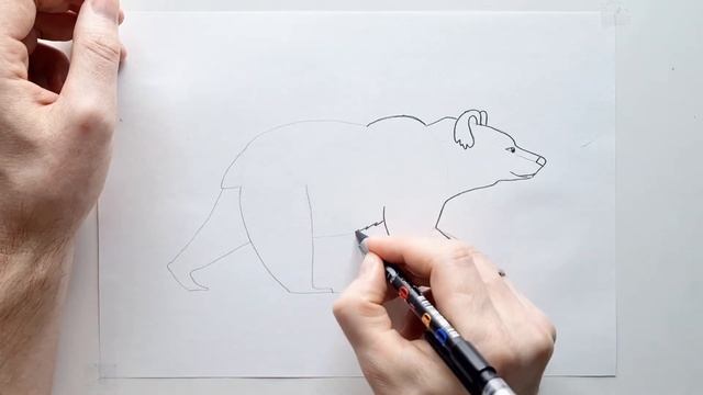 Drawing brown bear for Beginners: Pencil Drawing Tutorial for Kids - How to draw a brown bear смотреть онлайн