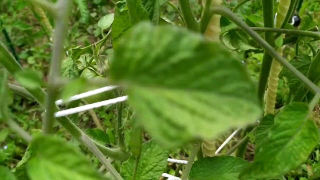 Обзор томата клондайк оранжевый 31.07.2020 смотреть онлайн