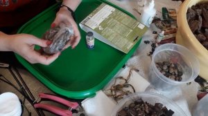 ТРИХОДЕРМА для орхидей. Незаменимое средство в хозяйстве.