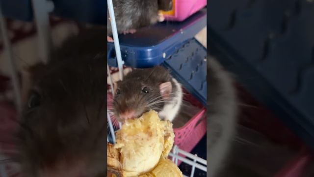 Хватит на сегодня бананов #крысы #rat #animal смотреть онлайн