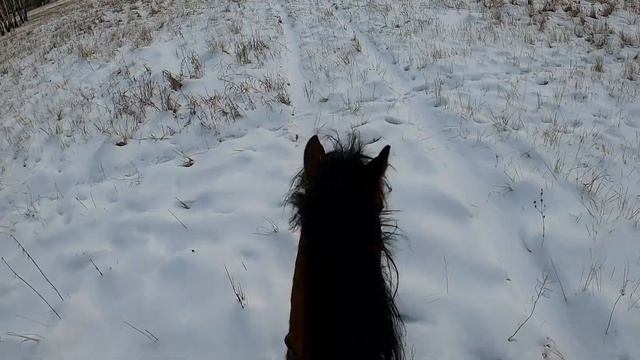 Поездка в лес на солонец. смотреть онлайн