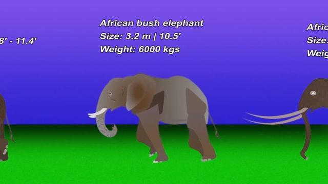 Elephant Vs Mammoths Size Comparison In 2023 | Elephant Vs Mammoths March 2023 | Living Vs Extinct