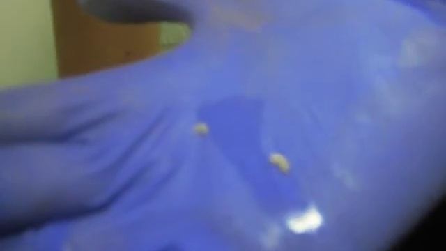 Овчарка-опарыши в ухе. смотреть онлайн