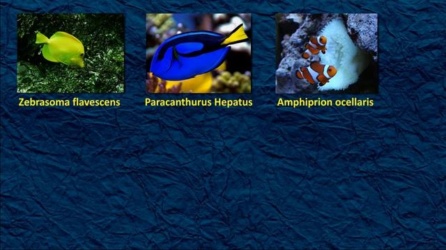 Жизнь морского аквариума. Часть 3. Морские рыбки смотреть онлайн