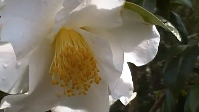 Spring Flowers are Gorgeous смотреть онлайн